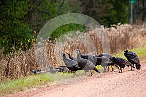 Flock of Meleagris gallopavo wild turkeys on a Wisconsin gravel road