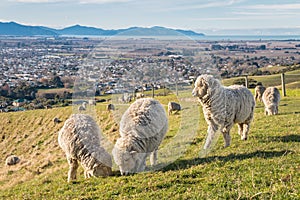 Flock of merino sheep grazing on farmland above Blenheim