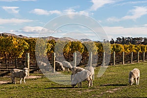 Flock of merino sheep grazing in vineyard