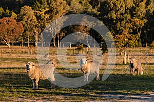 Flock of merino sheep in paddock