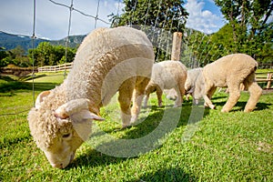 Flock of merino sheep in rural ranch farm
