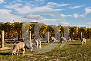 Flock of merino sheep in vineyard