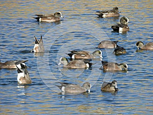 A flock of migrating American Widgeons resting on a western Colorado Lake