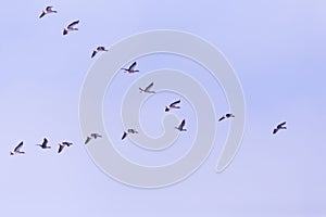 Flock of migrating bean geese