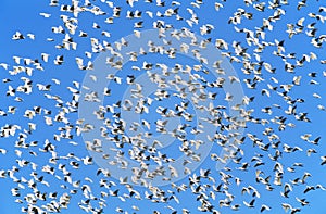 Flock of migrating birds