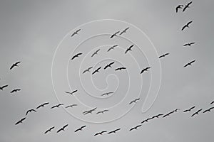 Flock of Migrating Birds in Cloudy Winter Sky