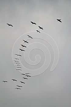 Flock of Migrating Birds in Cloudy Winter Sky