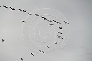 Flock of Migrating Birds in Cloudy Winter Sky