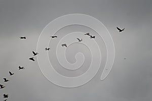 Flock of Migrating Birds in Cloudy Winter Sky