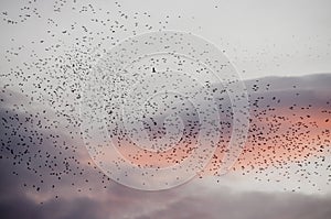 Flock of migrating birds at dusk