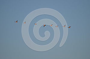 Flock of migrating birds flies in the blue sky