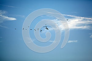 Flock of migrating birds flying in an evening sky