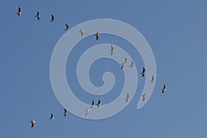 Flock of migrating birds flying in formation