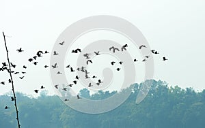 Flock of migrating birds flying together as a group in against blue sky over lake in an imperfect V formation. Namdapha National