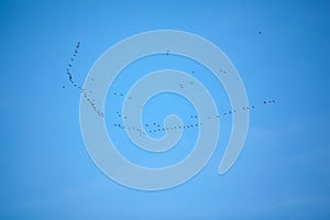 Flock of migrating birds grouping in formation
