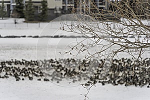 Flock of migrating birds in a pond in winter