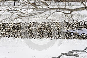 Flock of migrating birds in a pond in winter