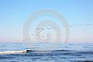 A flock of migrating birds in the sky above the sea. Seasonal migration of birds. Soft selective focus