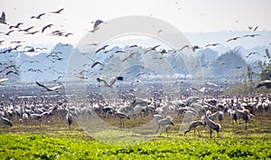 Flock of Migrating common cranes Grus grus, aka Eurasian cranes, wintering in Hula lake