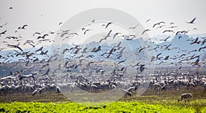 Flock of Migrating common cranes Grus grus, aka Eurasian cranes, wintering in Hula lake