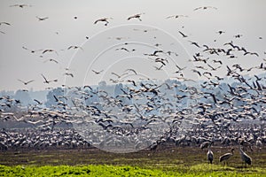 Flock of Migrating common cranes Grus grus, aka Eurasian cranes, wintering in Hula lake