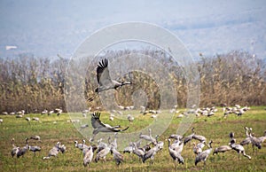 Flock of Migrating common cranes Grus grus, aka Eurasian cranes, wintering in Hula lake, Israel