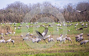 Flock of Migrating common cranes Grus grus, aka Eurasian cranes, wintering in Hula lake, Israel