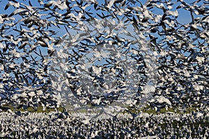 Flock of migrating geese in flight