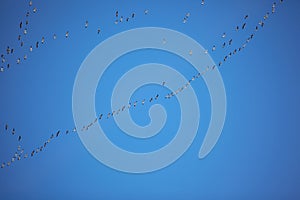 Flock of migrating geese flying in formation