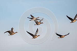 A flock of migrating geese flying in formation.