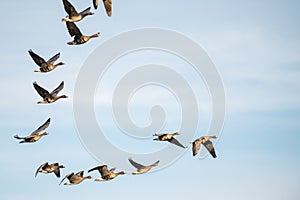 A flock of migrating geese flying in formation. photo