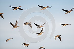 A flock of migrating geese flying in formation. photo