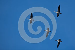 A flock of migrating greylag geese