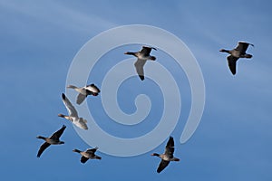 A flock of migrating greylag geese