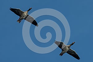 A flock of migrating greylag geese