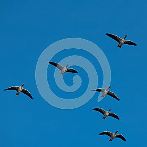 A flock of migrating greylag geese photo