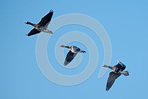 A flock of migrating greylag geese flying in formation.