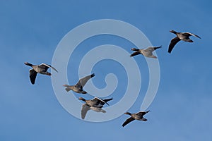 A flock of migrating greylag geese flying in formation.