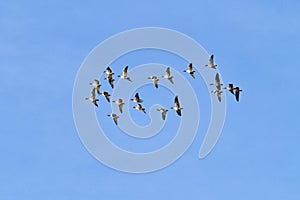 A flock of migrating greylag geese flying in formation. In silhouette against blue clear sky