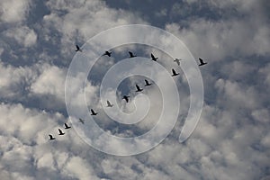 A flock of migrating greylag geese flying in formation. In silhouette against blue clear sky. Italy