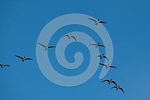 A flock of migrating greylag geese photo