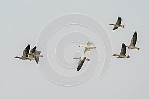 Flock of migrating greylag goose and one white goose Anser anser in flight.