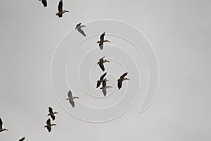 Flock of Migrating Pelicans Birds in Cloudy Winter Sky