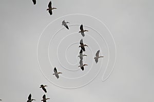 Flock of Migrating Pelicans Birds in Cloudy Winter Sky