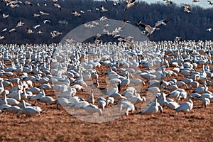 A Flock of Migrating Snow Geese