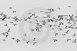 Flock of Migrating Snow Geese