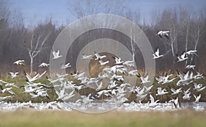 Large flock of migrating snow geese heading north in autumn in Canada