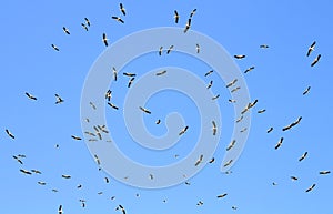 A flock of migrating white storks Ciconia ciconia in flight