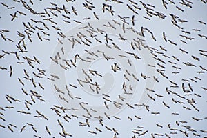 Flock of migrating white storks