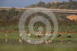 A flock of migrating white storks resting in the rice fields of the Algarve Portugal
